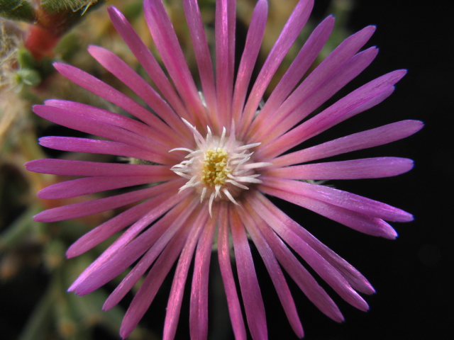 Trichodiadema stellatum 