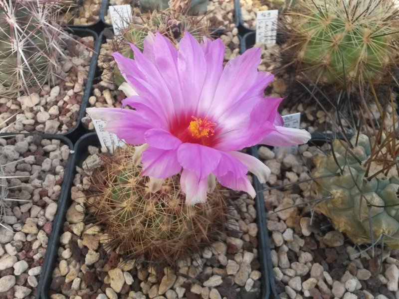 Thelocactus bicolor v. tricolor L 708