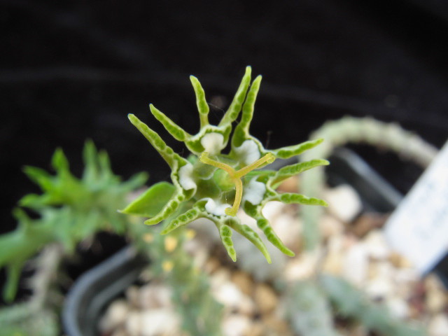 Euphorbia tridentata 