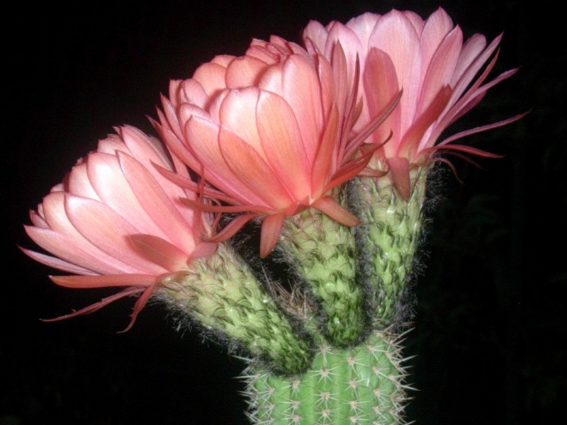 Trichocereus grandiflorus 