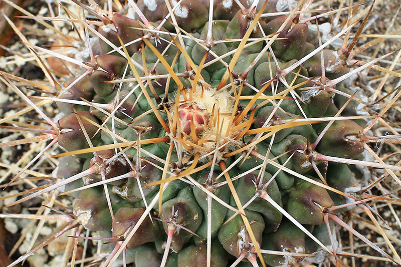 Thelocactus rinconensis 