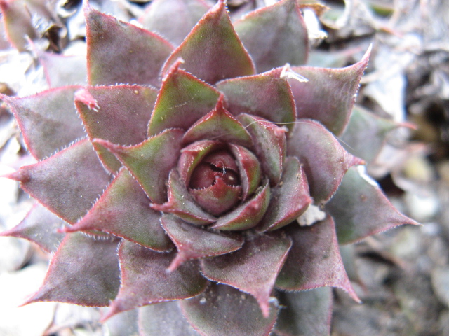 sempervivum cv. 'triste'