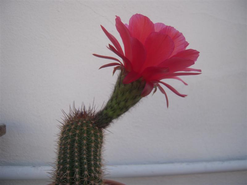 Trichocereus grandiflorus 