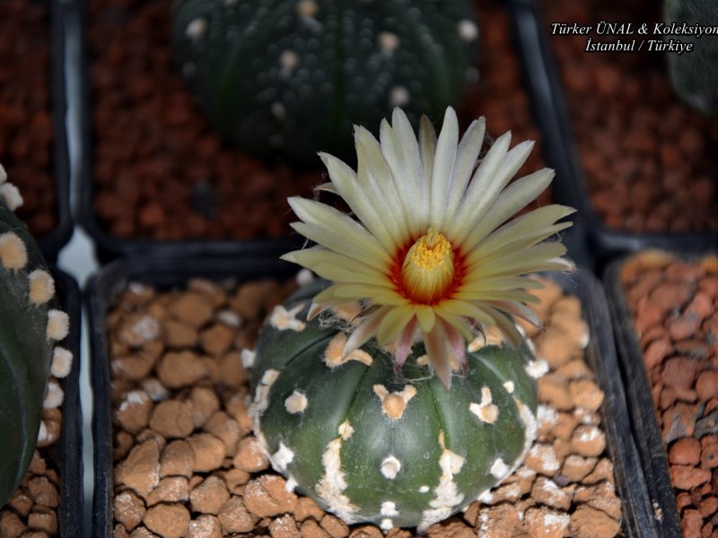 Astrophytum asterias cv. v-type 