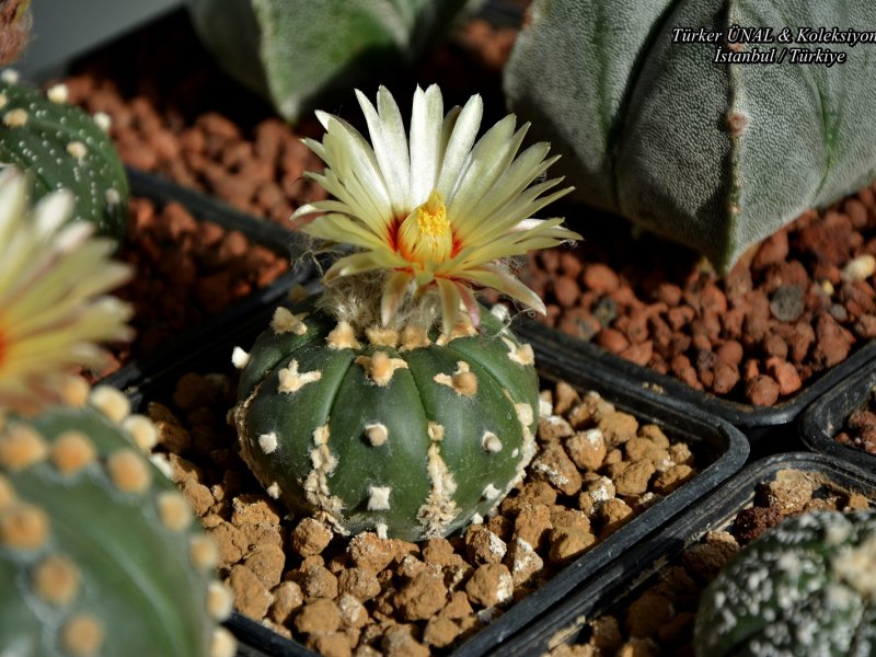 Astrophytum asterias cv. v-type 