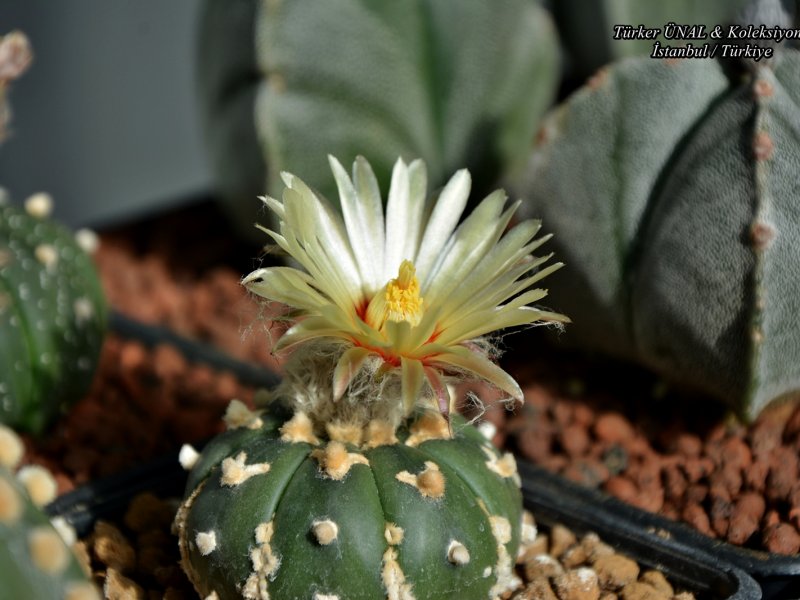 Astrophytum asterias cv. v-type 