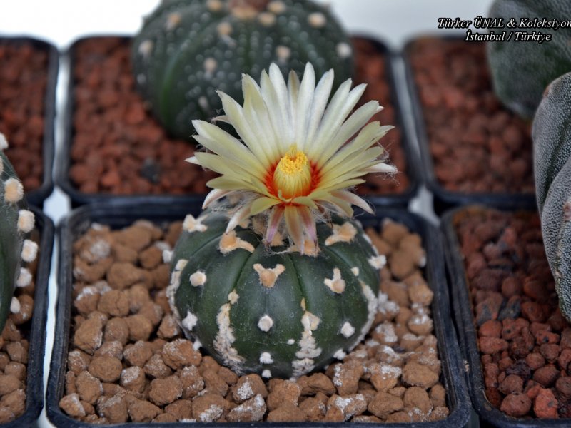 Astrophytum asterias cv. v-type 