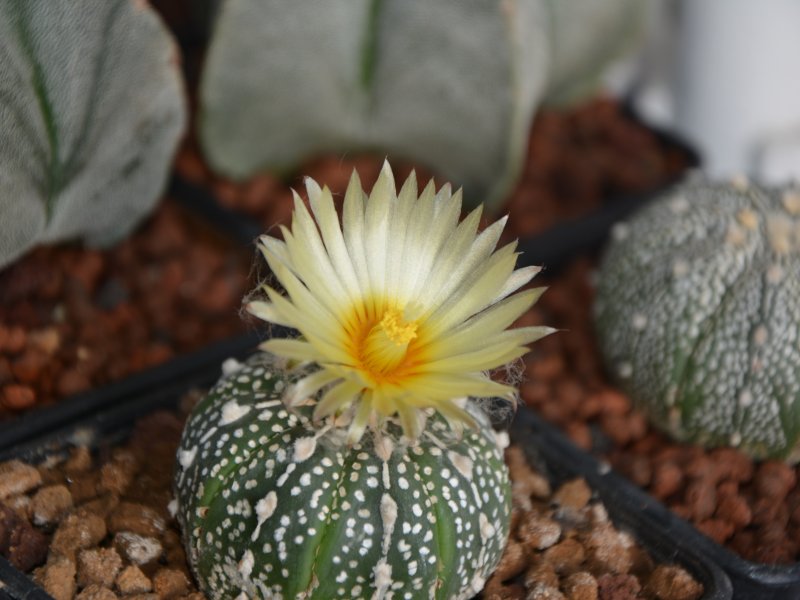 Astrophytum asterias cv. super kabuto 