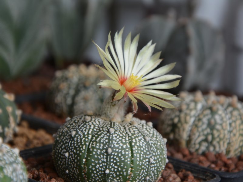 Astrophytum asterias cv. super kabuto 