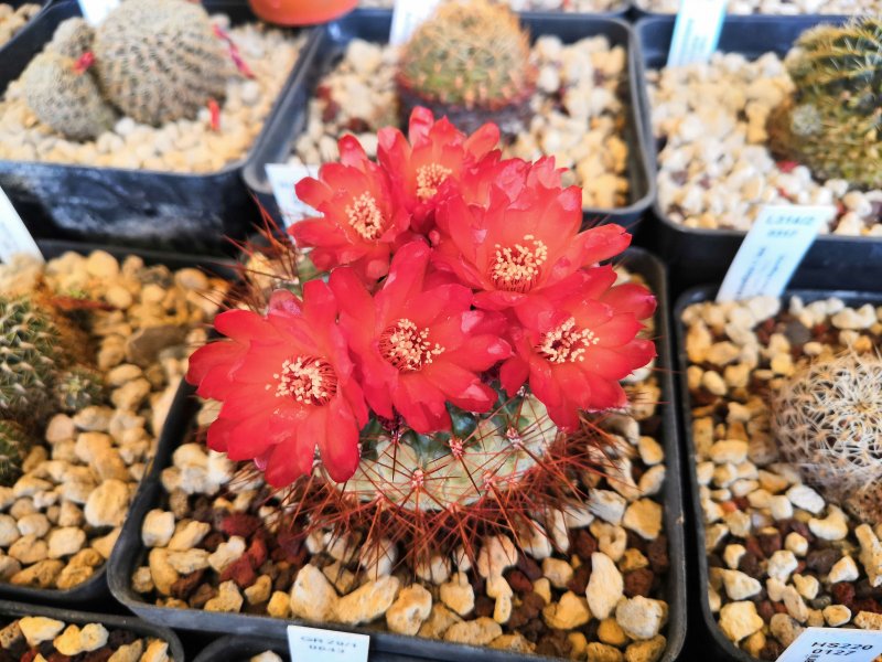 Sulcorebutia trojapampensis HJ1190/Ge1