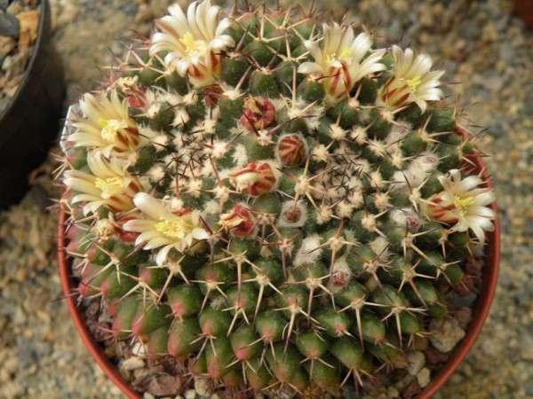 Mammillaria tropica 