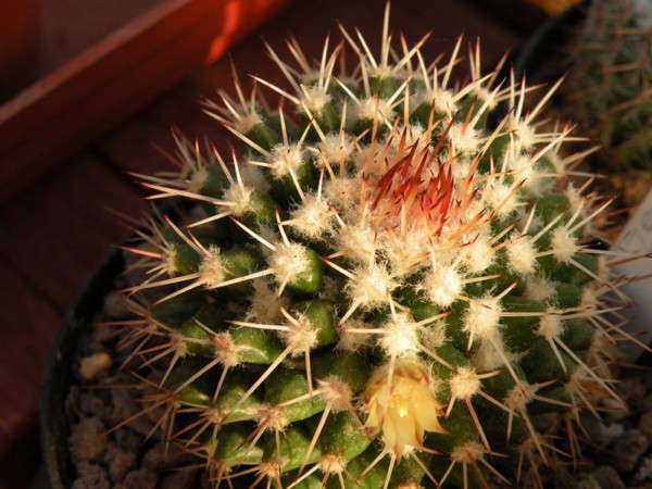 Mammillaria tropica 