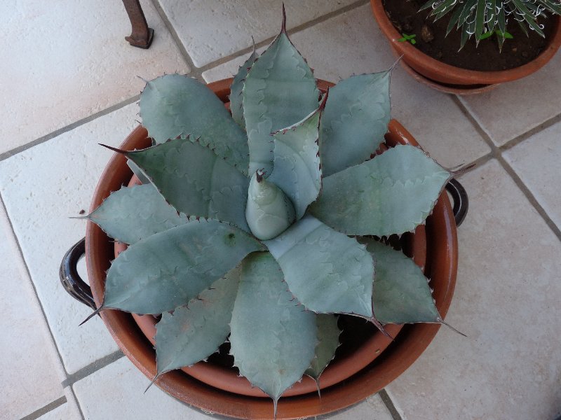 Agave potatorum 