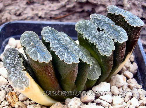 Haworthia truncata f. variegata 