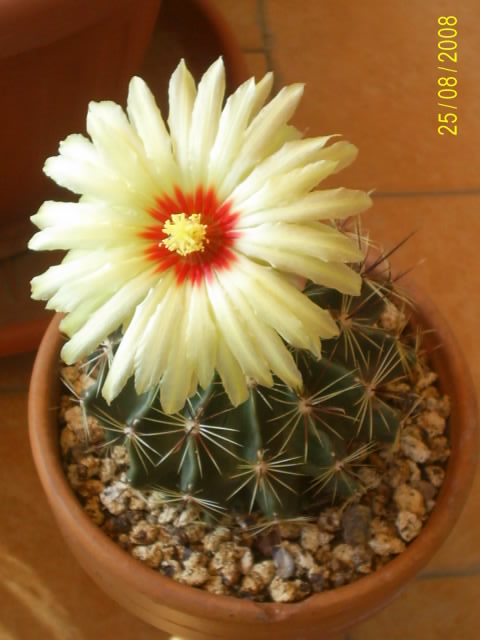 Thelocactus setispinus 