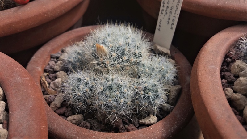 Mammillaria prolifera 