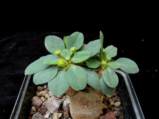 euphorbia tuberosa