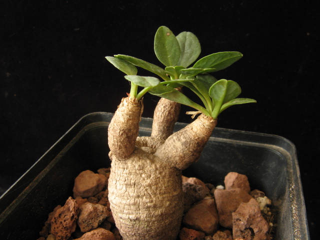 Euphorbia tuberosa 