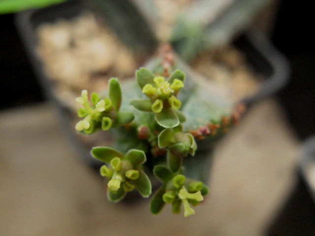 Euphorbia tubiglans 