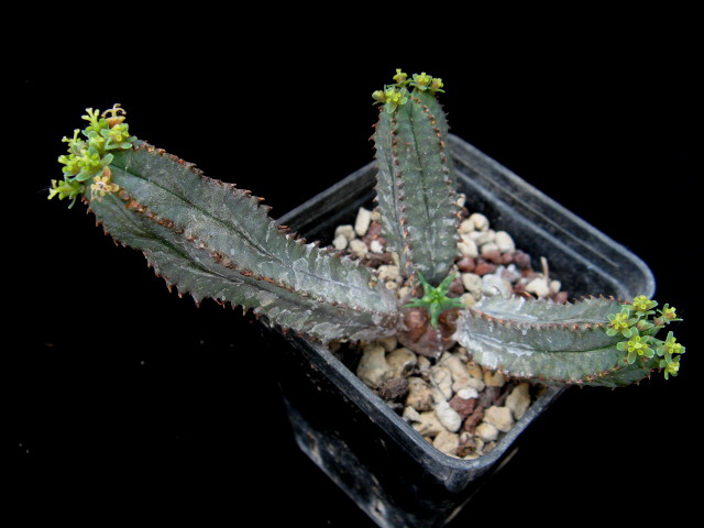 Euphorbia tubiglans 