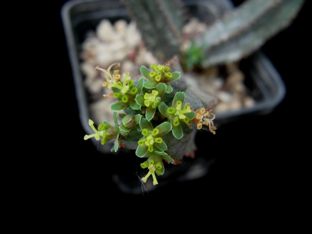 Euphorbia tubiglans 