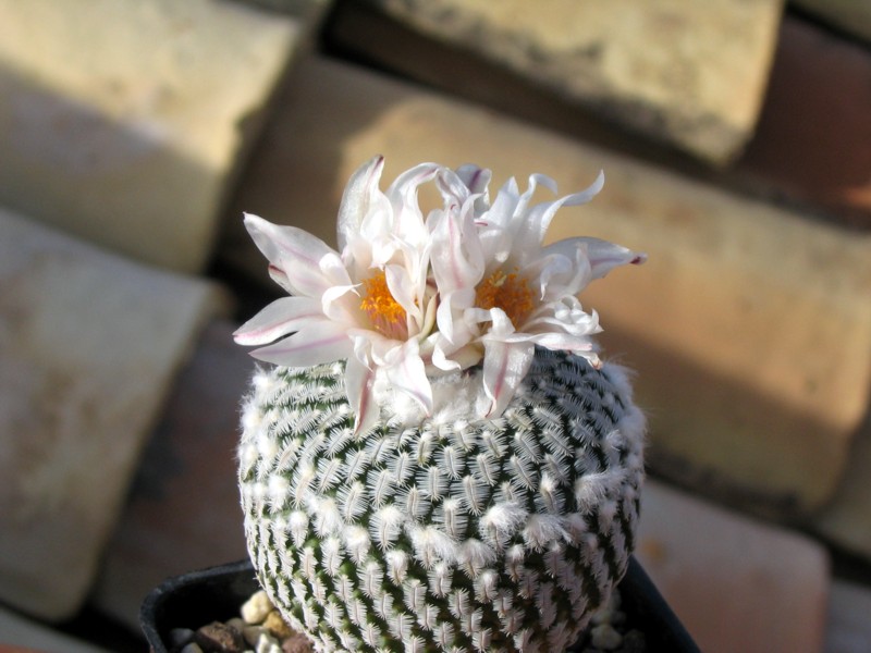 Turbinicarpus pseudopectinatus v. albiflorus 