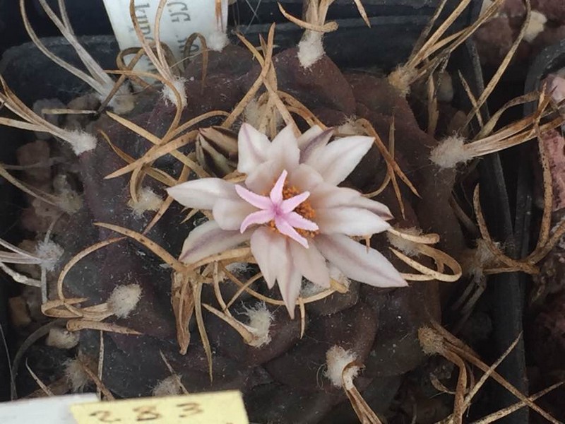 Turbinicarpus macrochele v. kupchaki TCG 3002