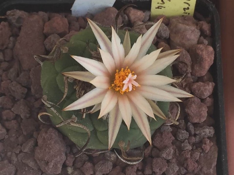 Turbinicarpus schwarzii TCG 80.02