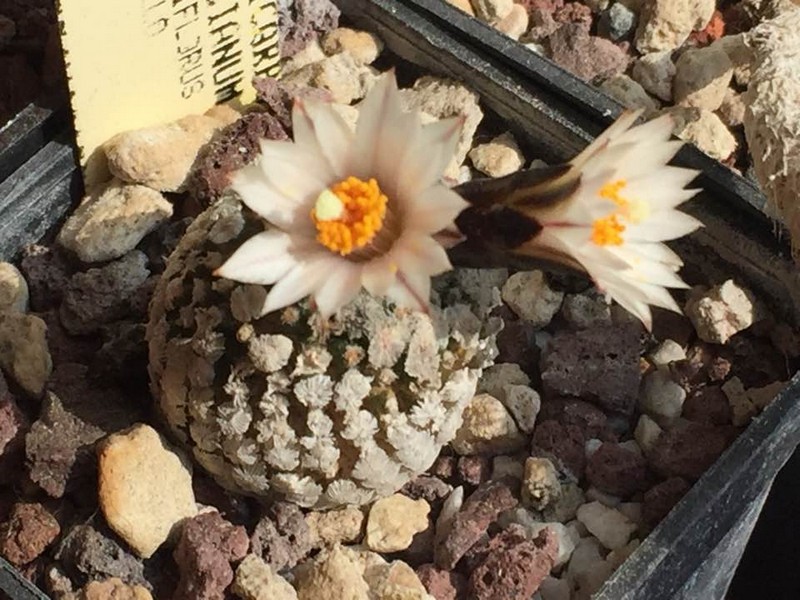 Turbinicarpus valdezianus v. albiflorus 