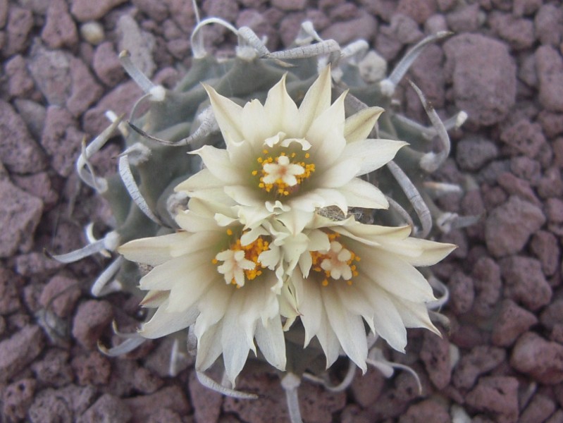 turbinicarpus schmiedickeanus v. schwarzii