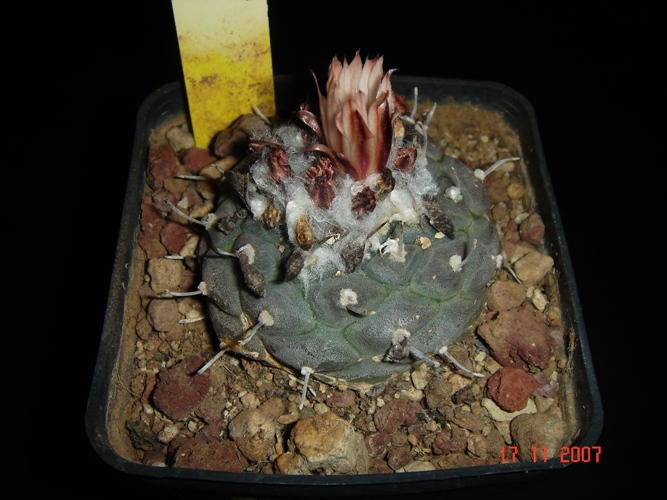 Turbinicarpus jauernigii 