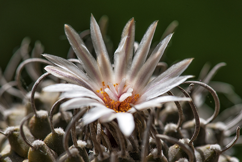 Turbinicarpus polaskii 