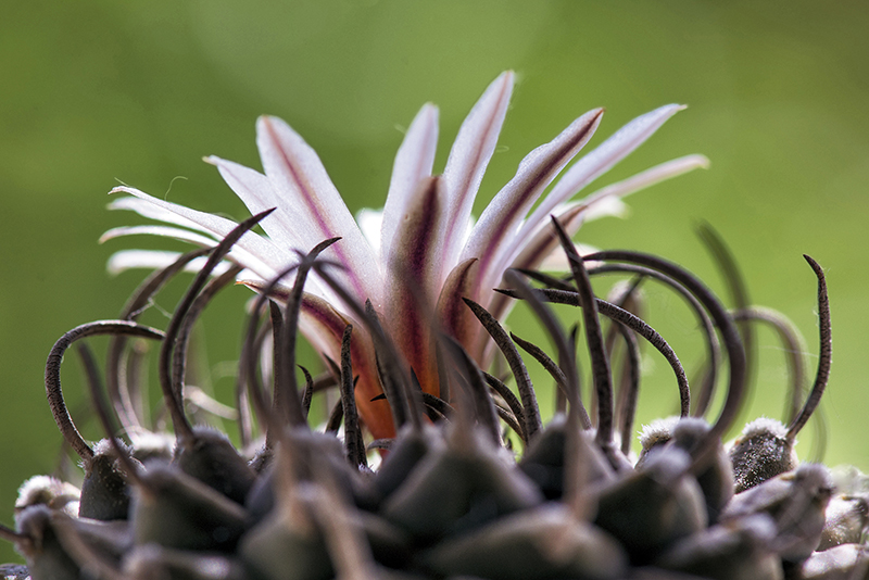 Turbinicarpus polaskii 