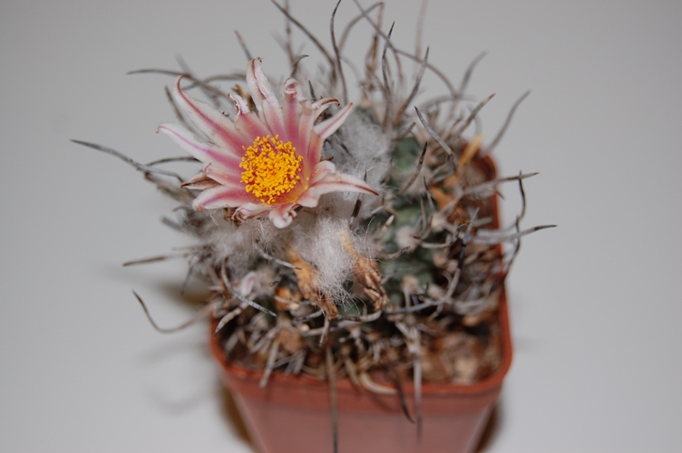 Turbinicarpus schmiedickeanus 