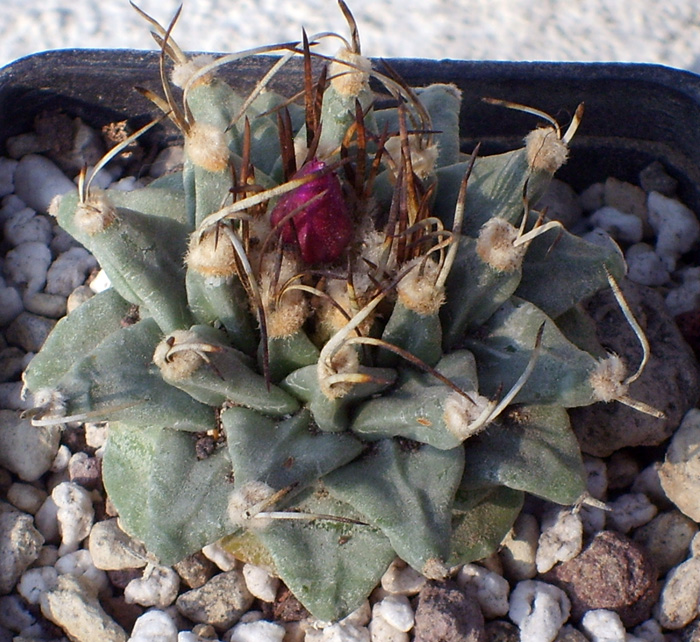 Turbinicarpus alonsoi 