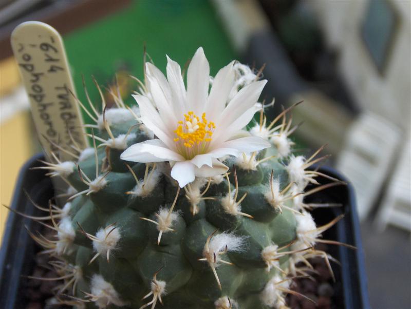 Turbinicarpus lophophoroides 