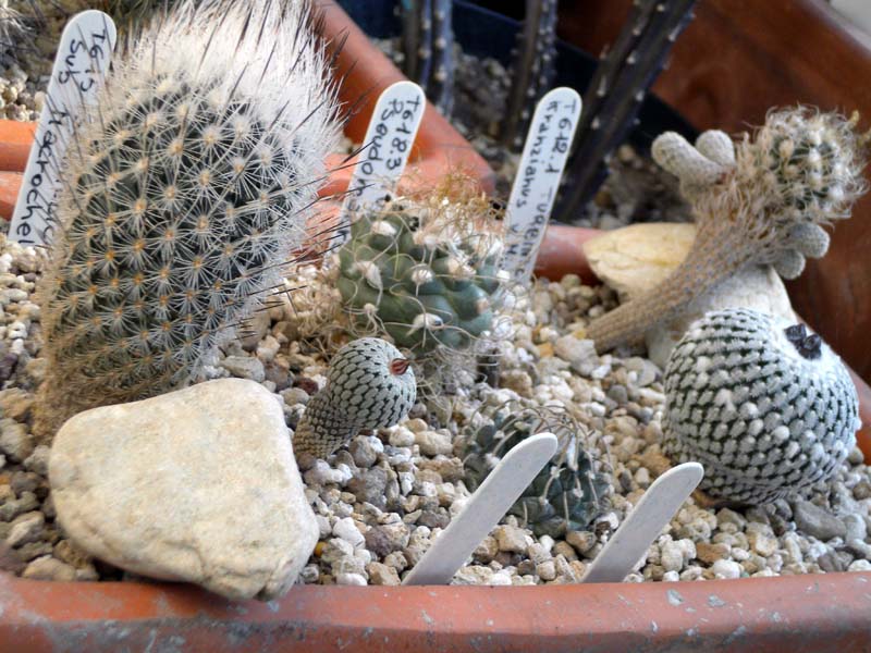 Turbinicarpus pseudopectinatus v. albiflorus 