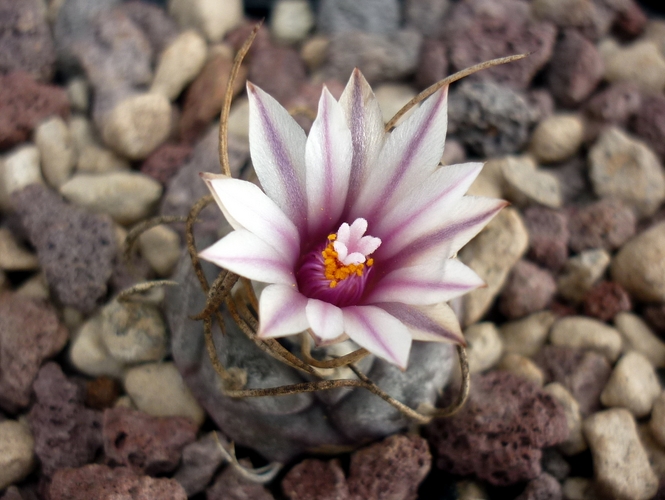 Turbinicarpus macrochele 