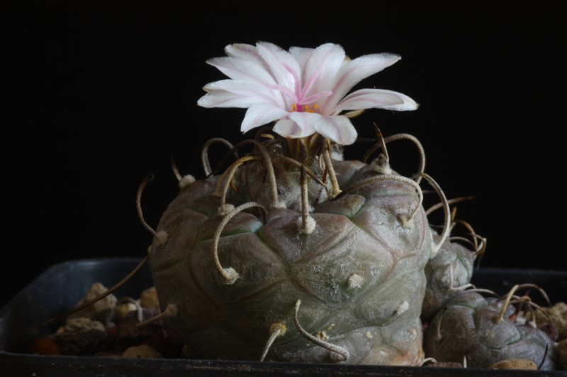 Turbinicarpus polaskii 