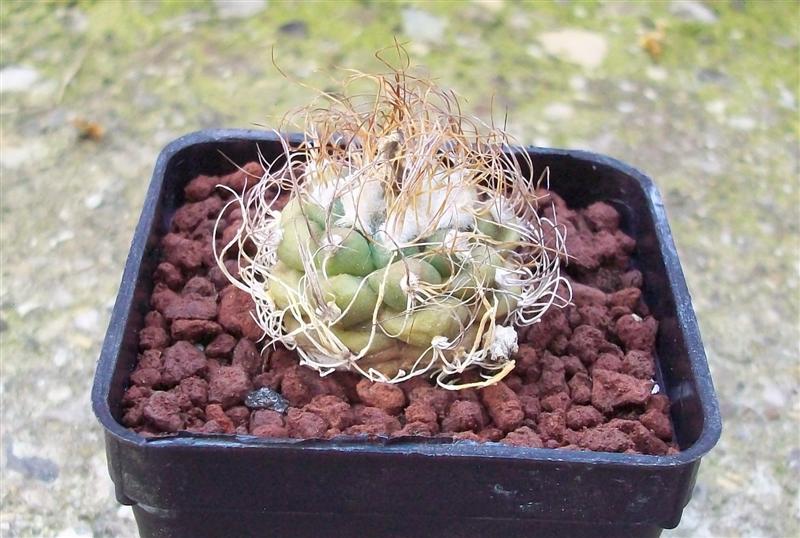 Turbinicarpus pseudomacrochele 