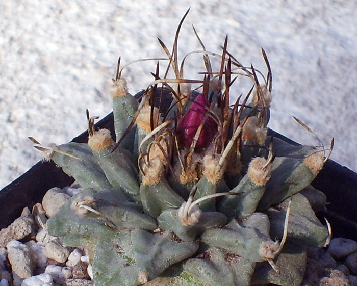 Turbinicarpus alonsoi 