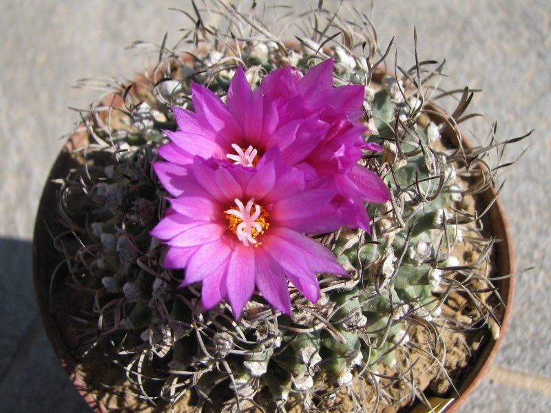 Turbinicarpus alonsoi 