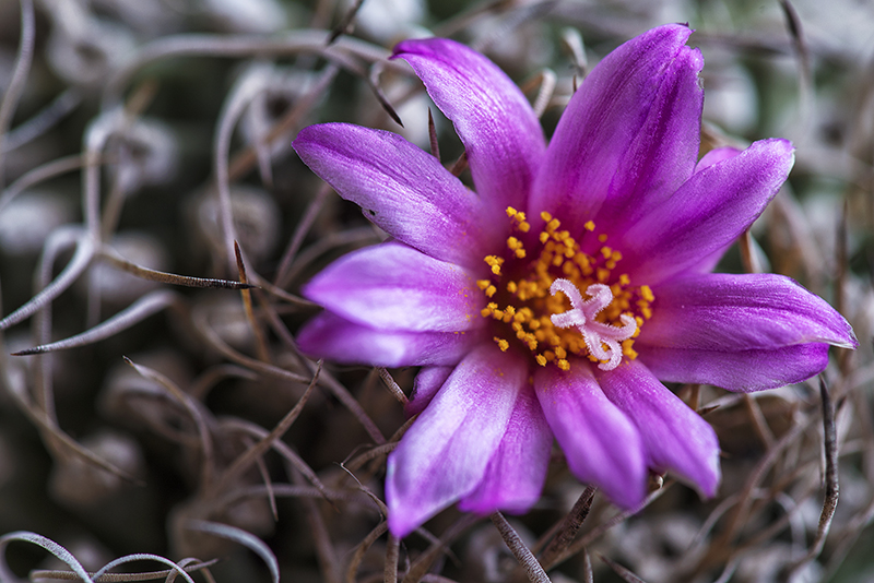 Turbinicarpus alonsoi 