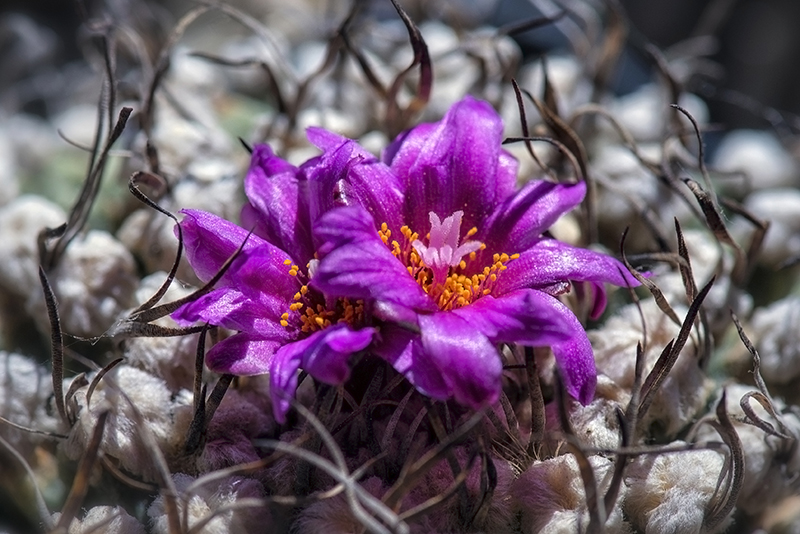 Turbinicarpus alonsoi 