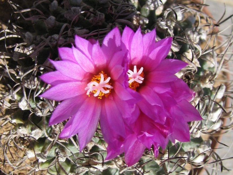 Turbinicarpus alonsoi 