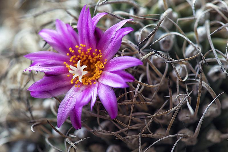 Turbinicarpus alonsoi 