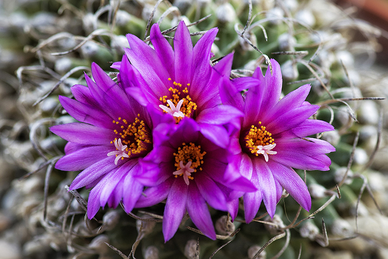 Turbinicarpus alonsoi 