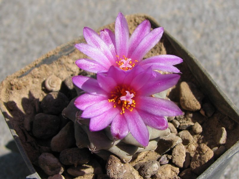 Turbinicarpus alonsoi 