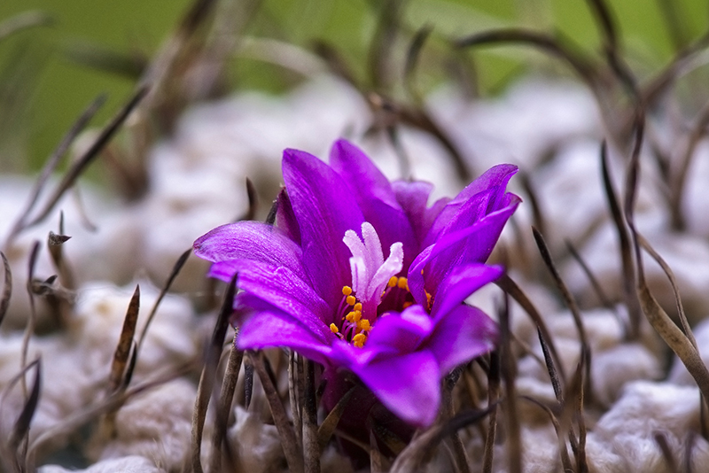 Turbinicarpus alonsoi 