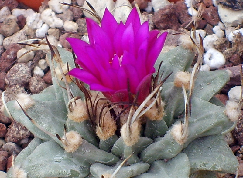 Turbinicarpus alonsoi 